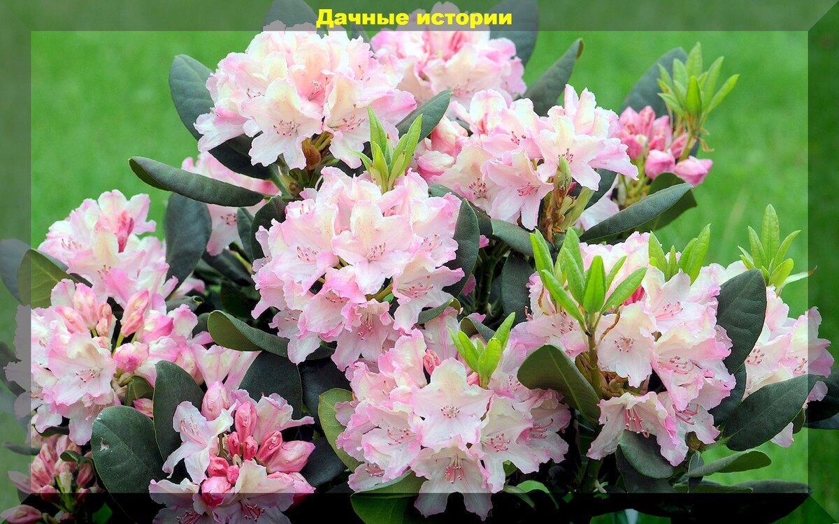 Рододендрон короткоплодный