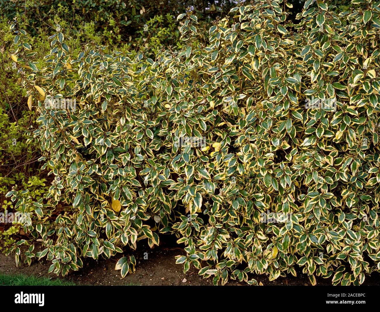 Лох Эббинга