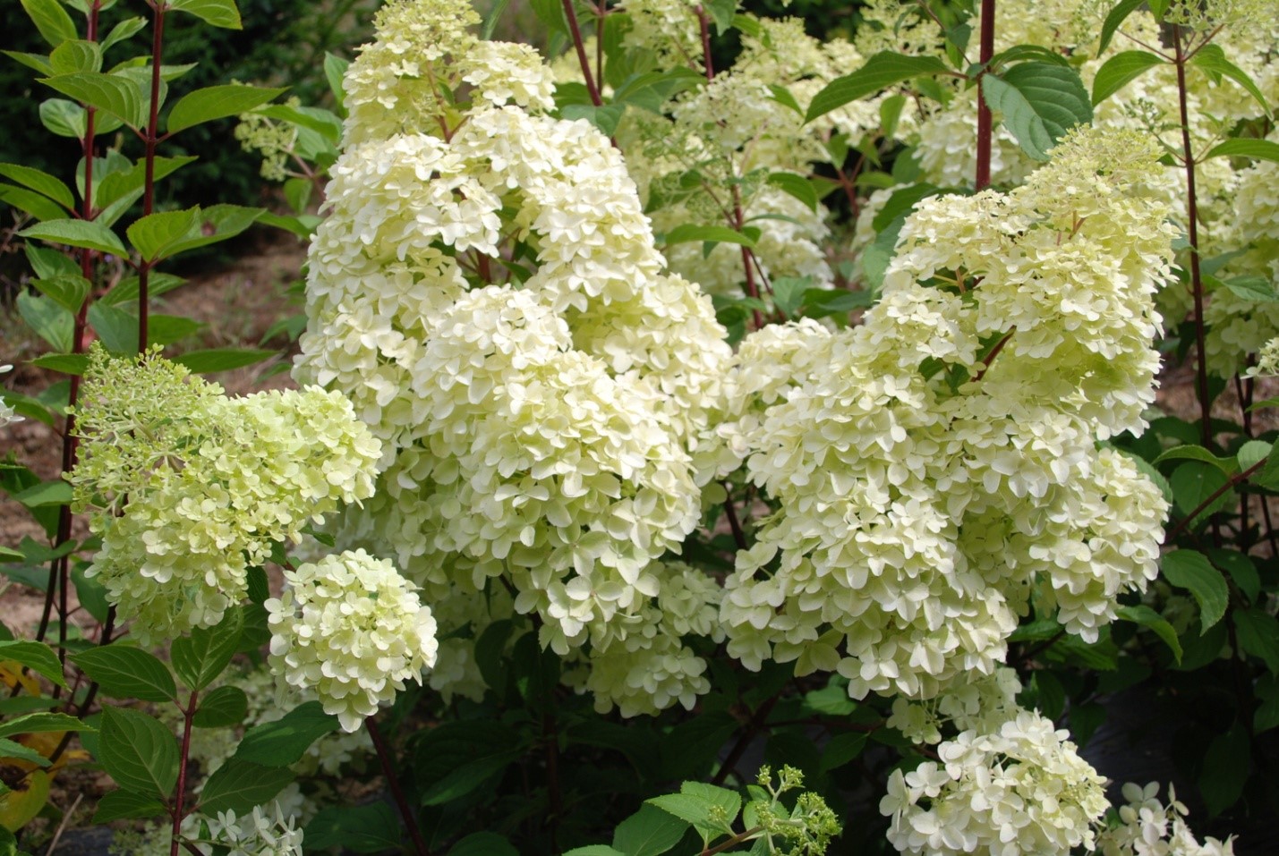 Гортензия метельчатая Гортензия метельчатая