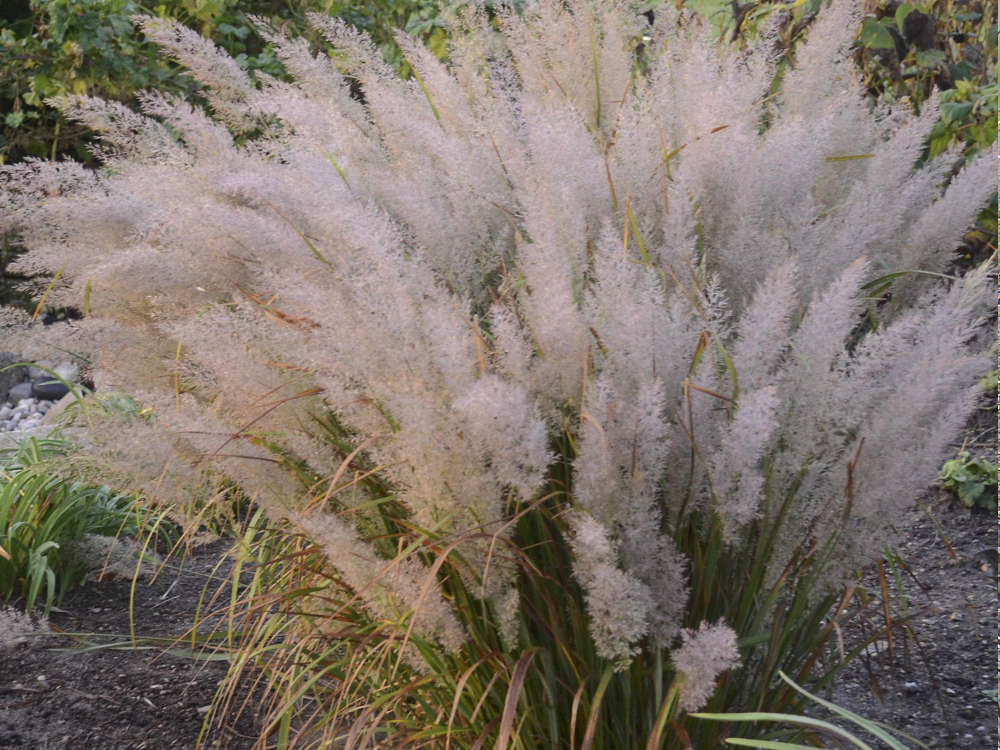 Вейник Вейник