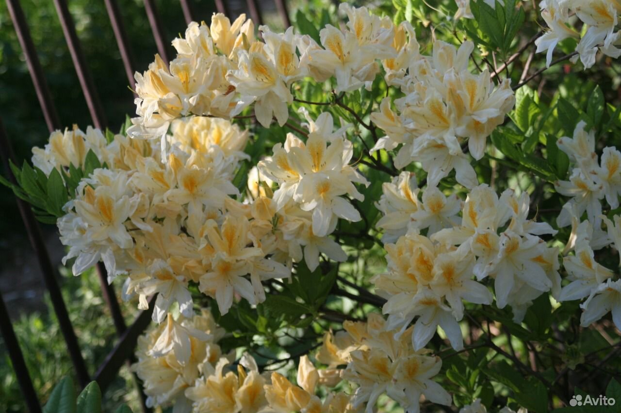Рододендрон японский Рододендрон японский