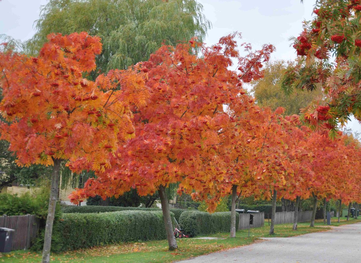 Рябина смешанная