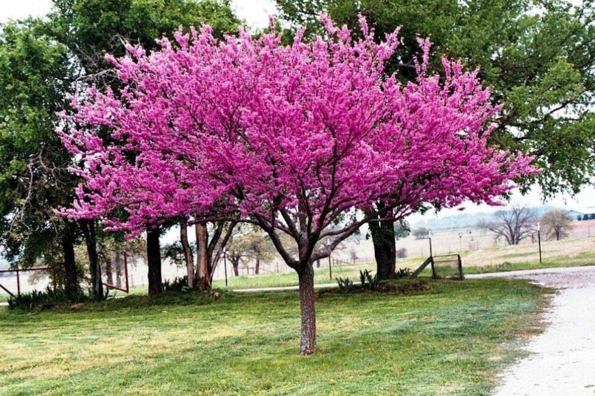 Багрянник японский