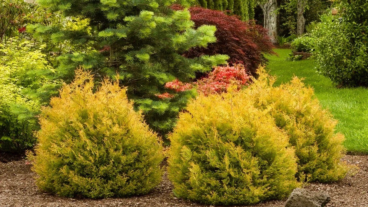 Туя западная Туя западная