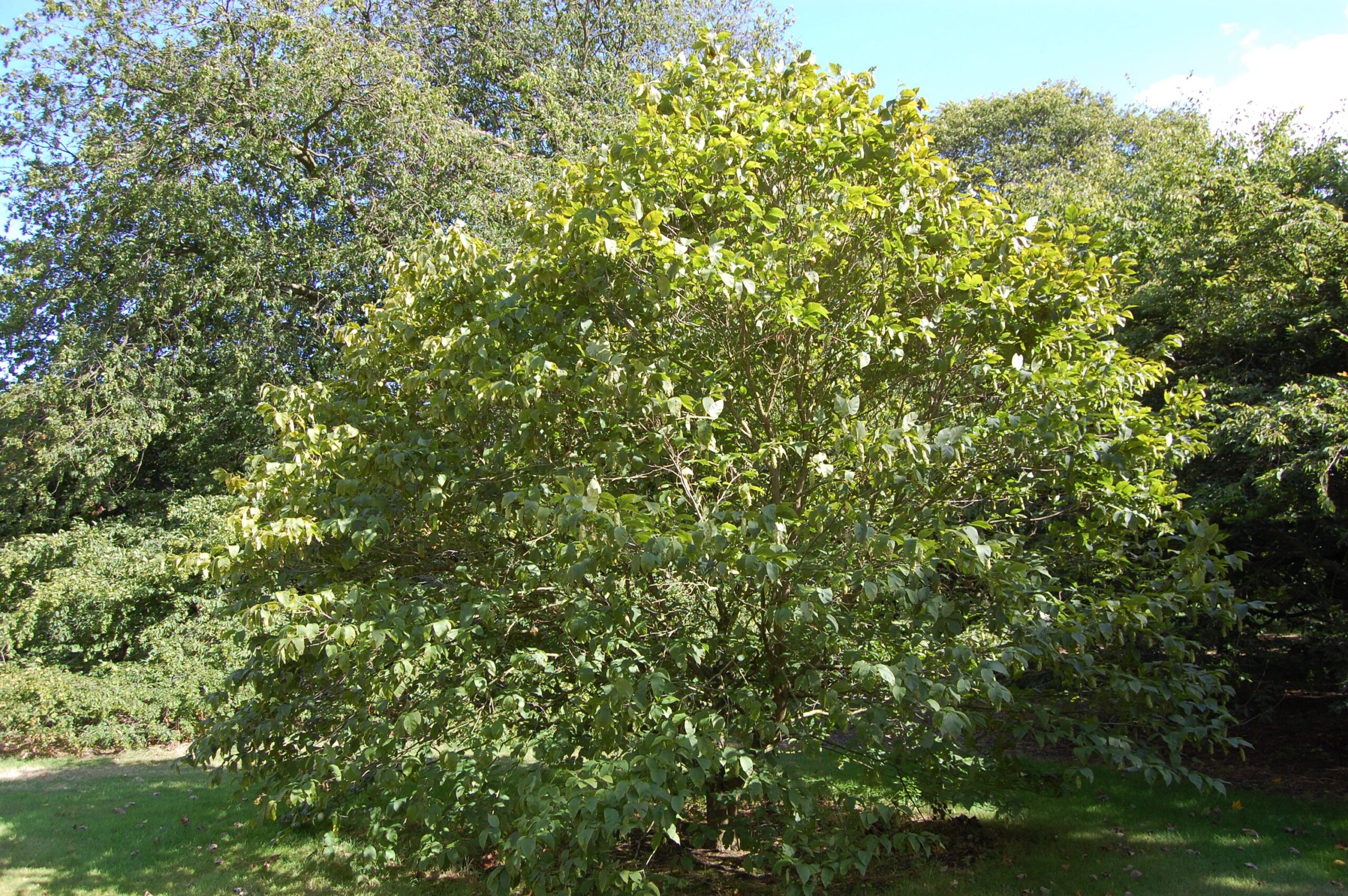 Граб Турчанинова