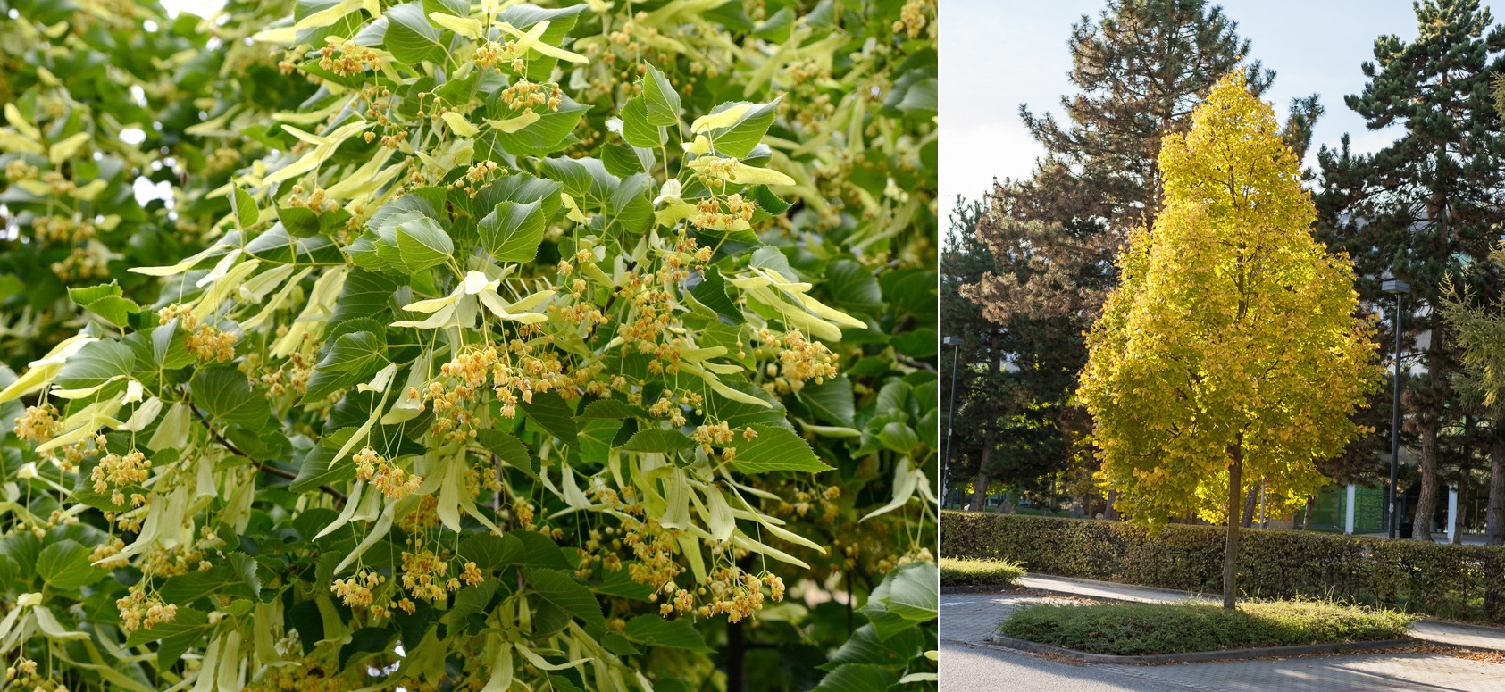 Липа американская