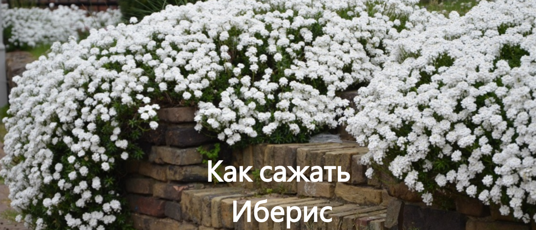 Иберис
