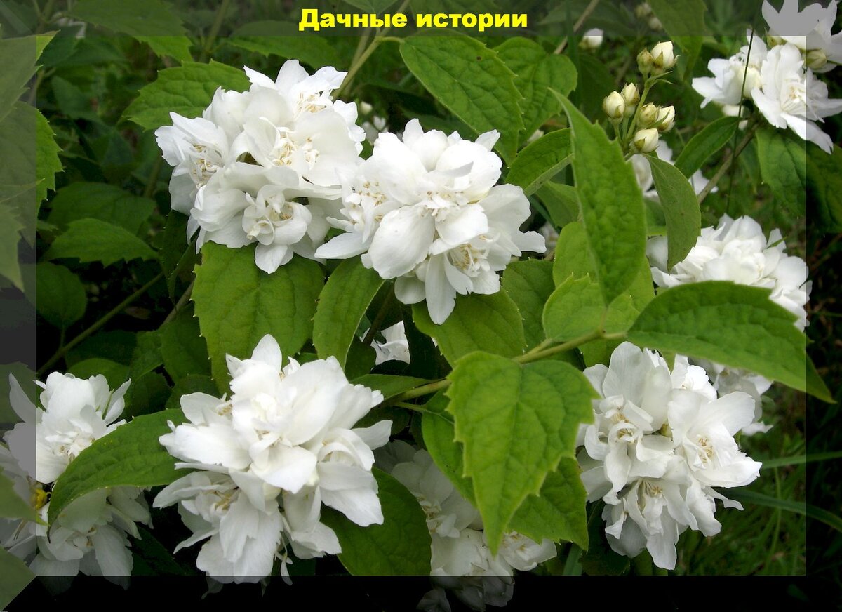 Жасмин карликовый