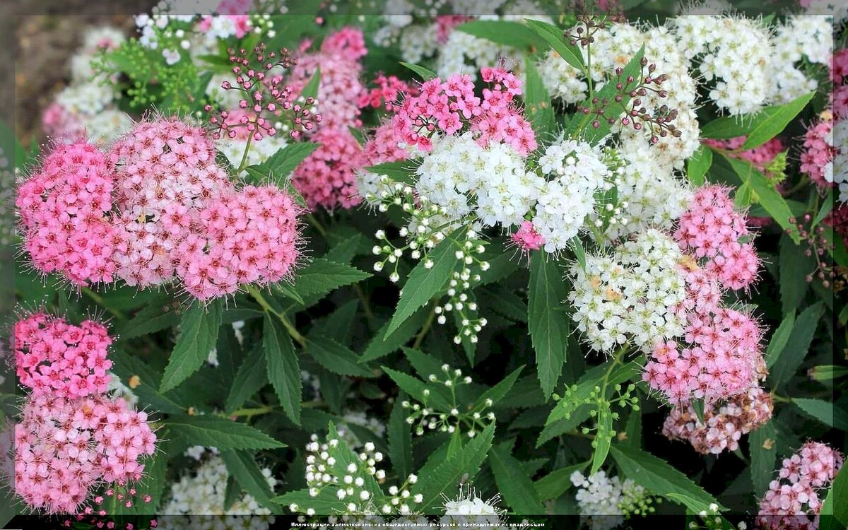 Спирея японская