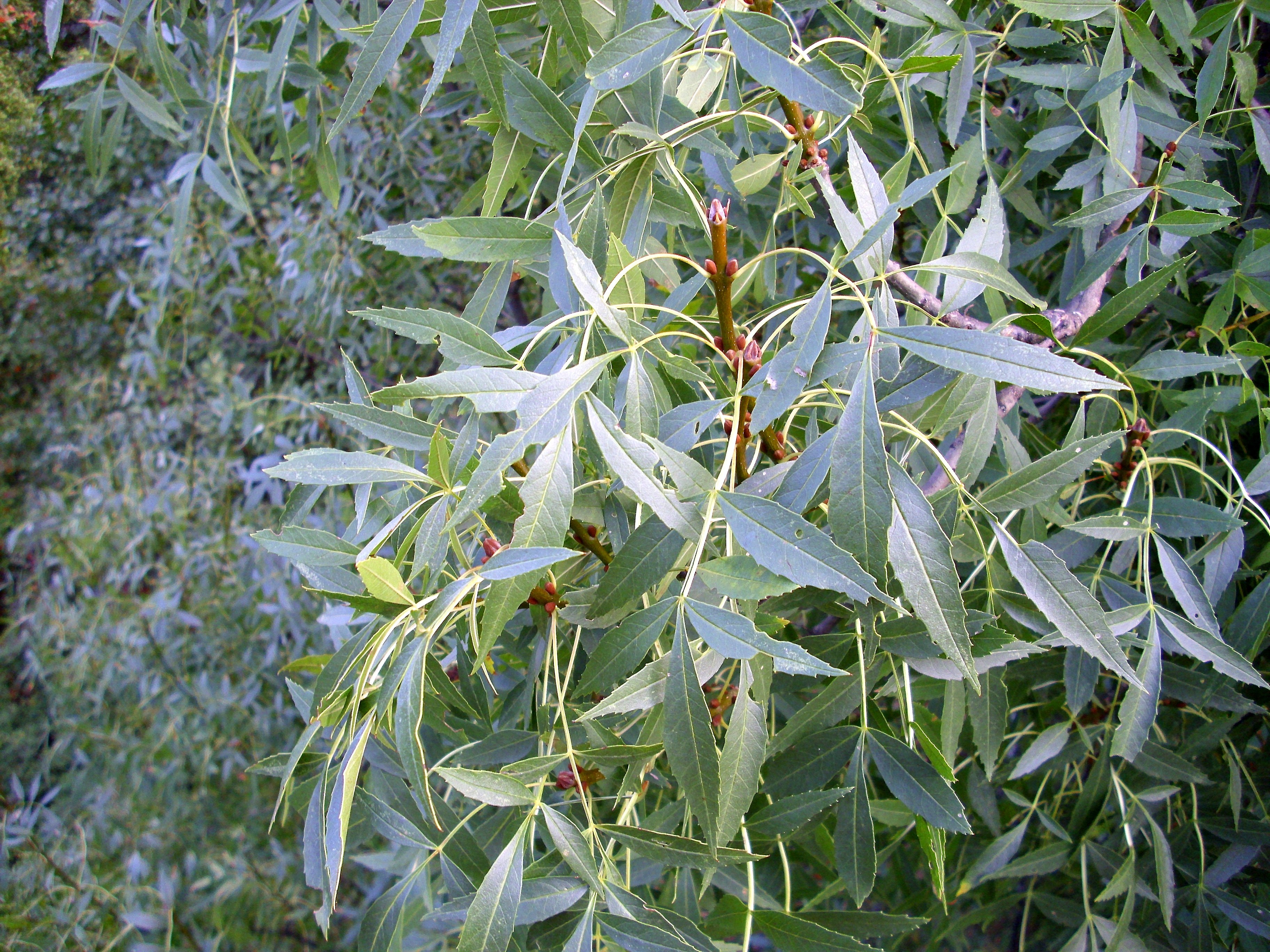 Ясень остроплодный