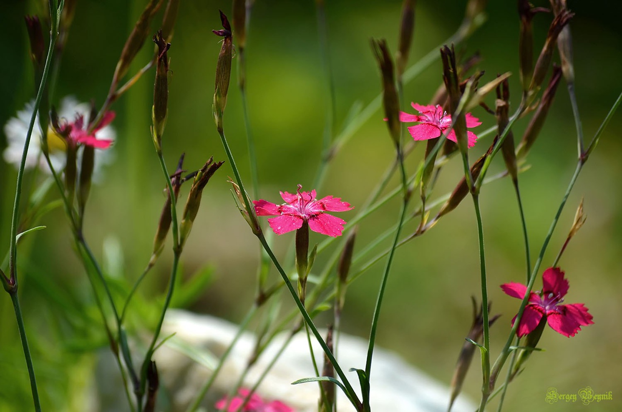Гвоздичник Гвоздичник
