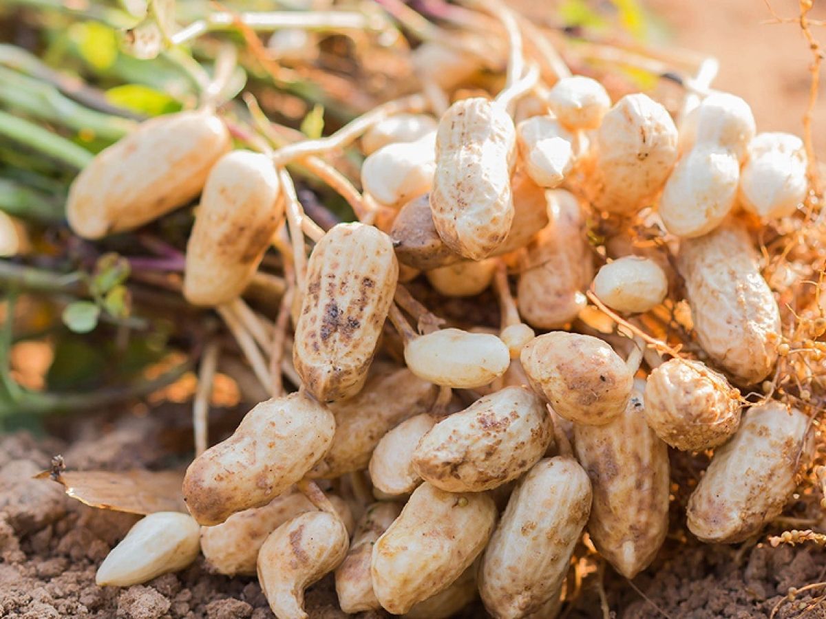 Бамбарский земляной орех