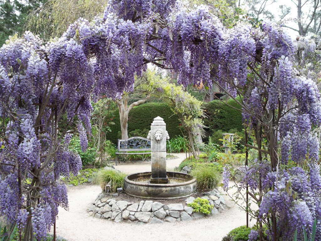 Глициния прекрасная Глициния прекрасная