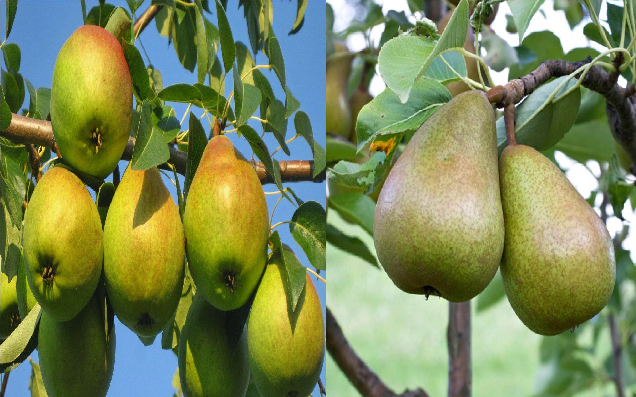 Груша обыкновенная