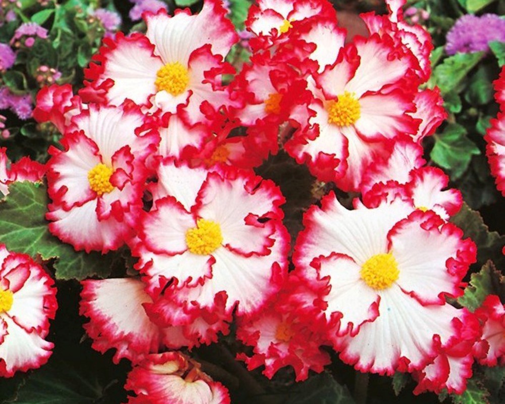 Бегония королевская