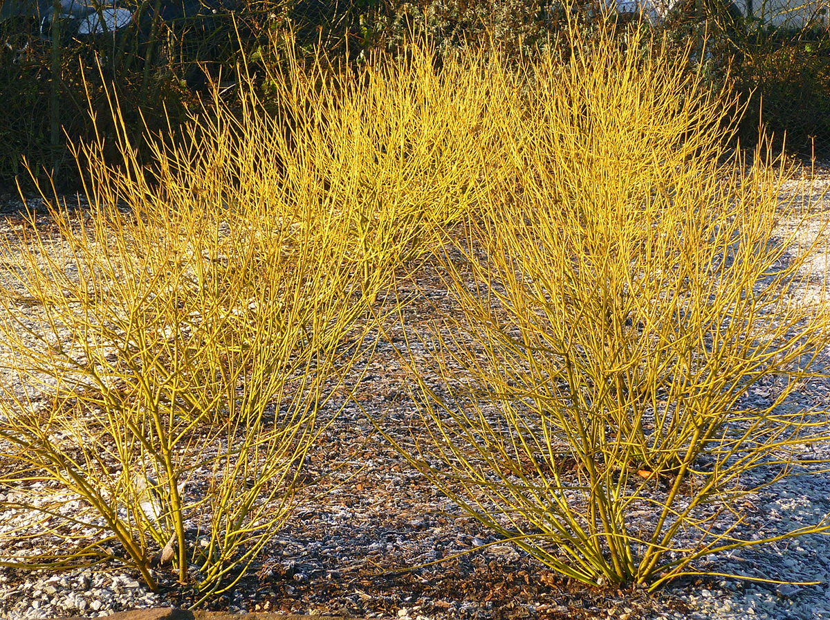 Дерен отпрысковый