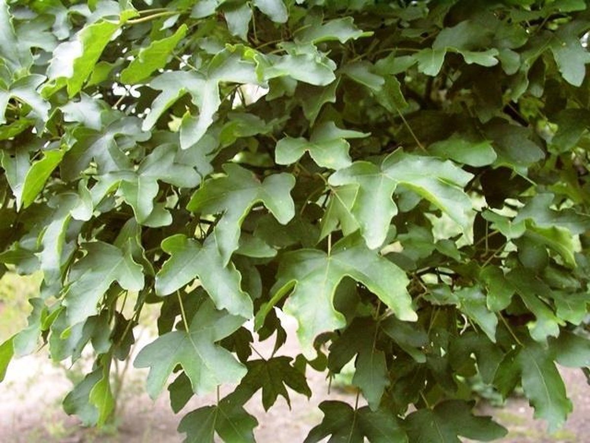 Клён полевой Клён полевой