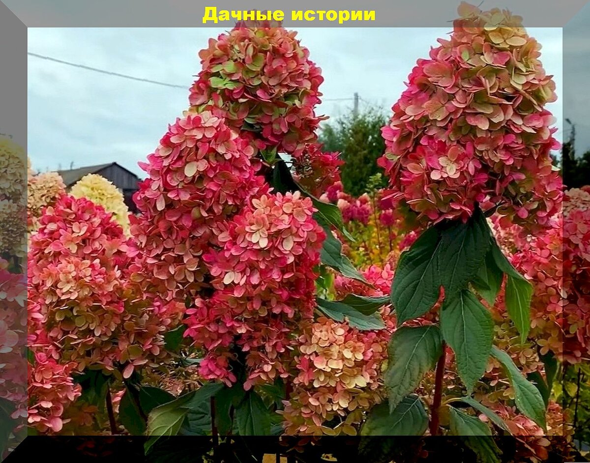 Гортензия метельчатая Гортензия метельчатая