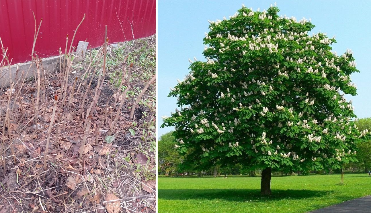 Каштан Сегю