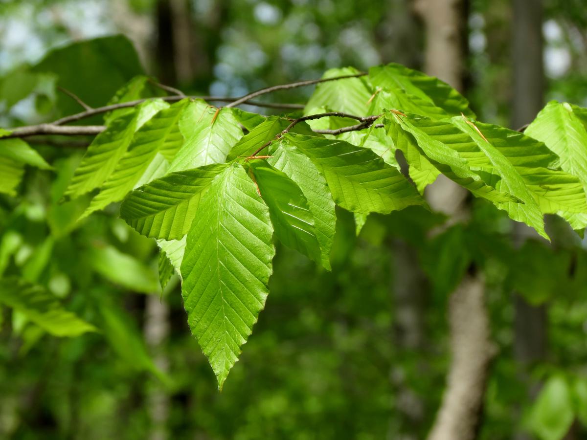 Бук крупнолистный Бук крупнолистный