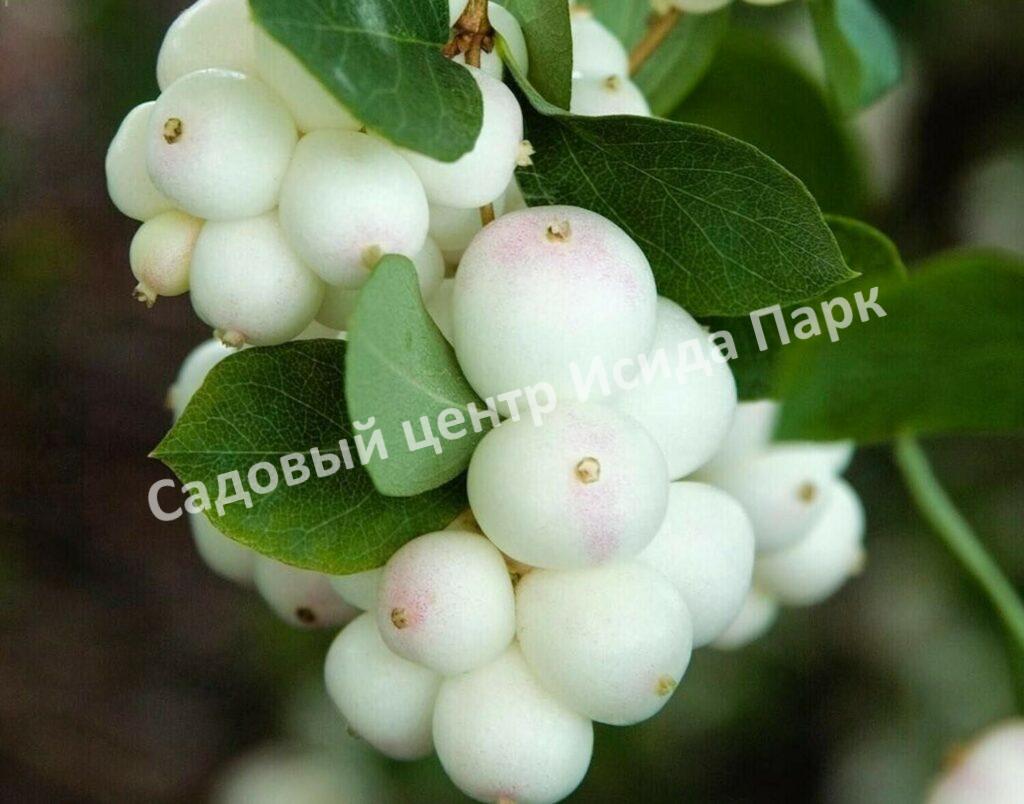 Снежноягодник Мягкий