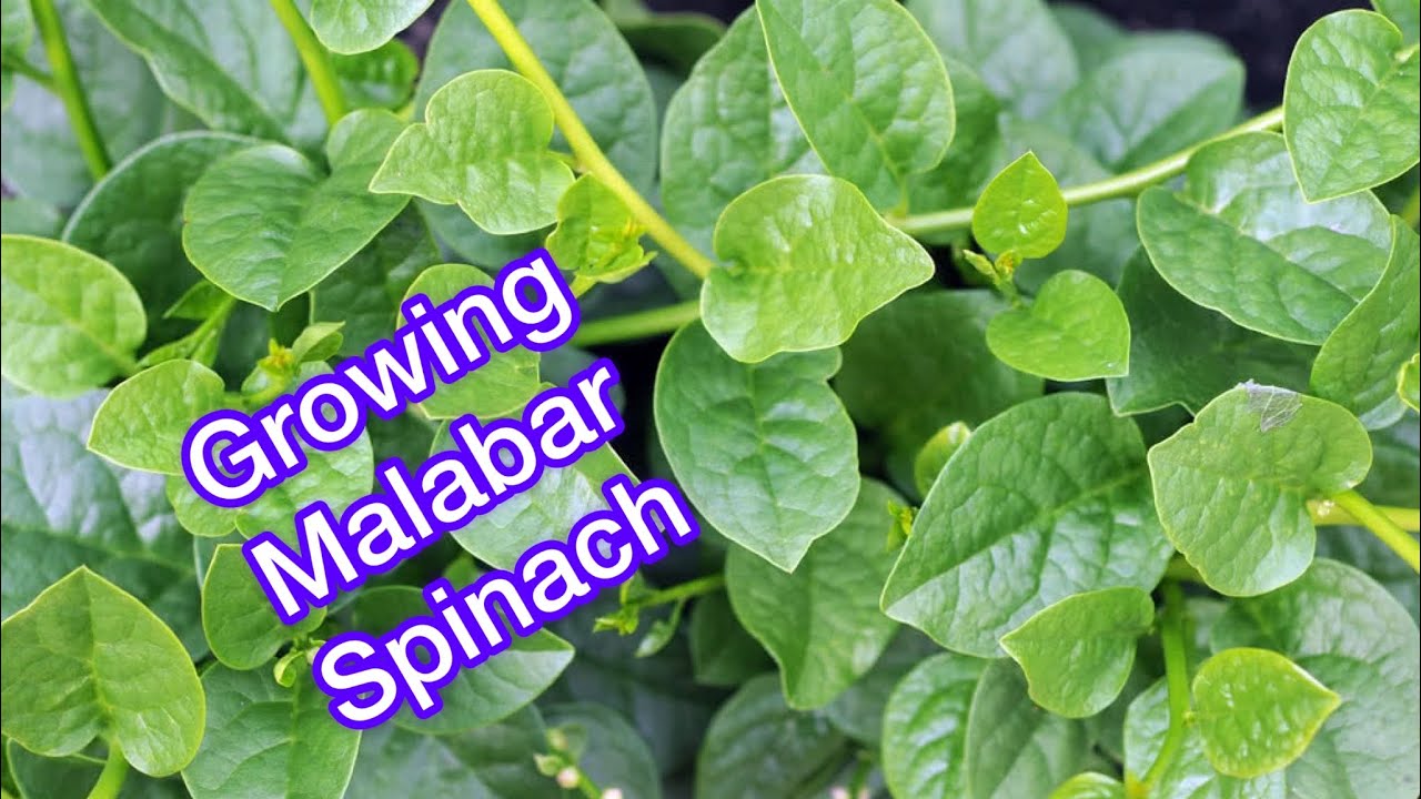 Базелла белая