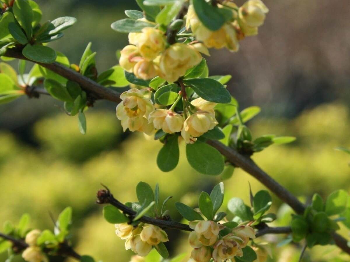 Барбарис Дарвина