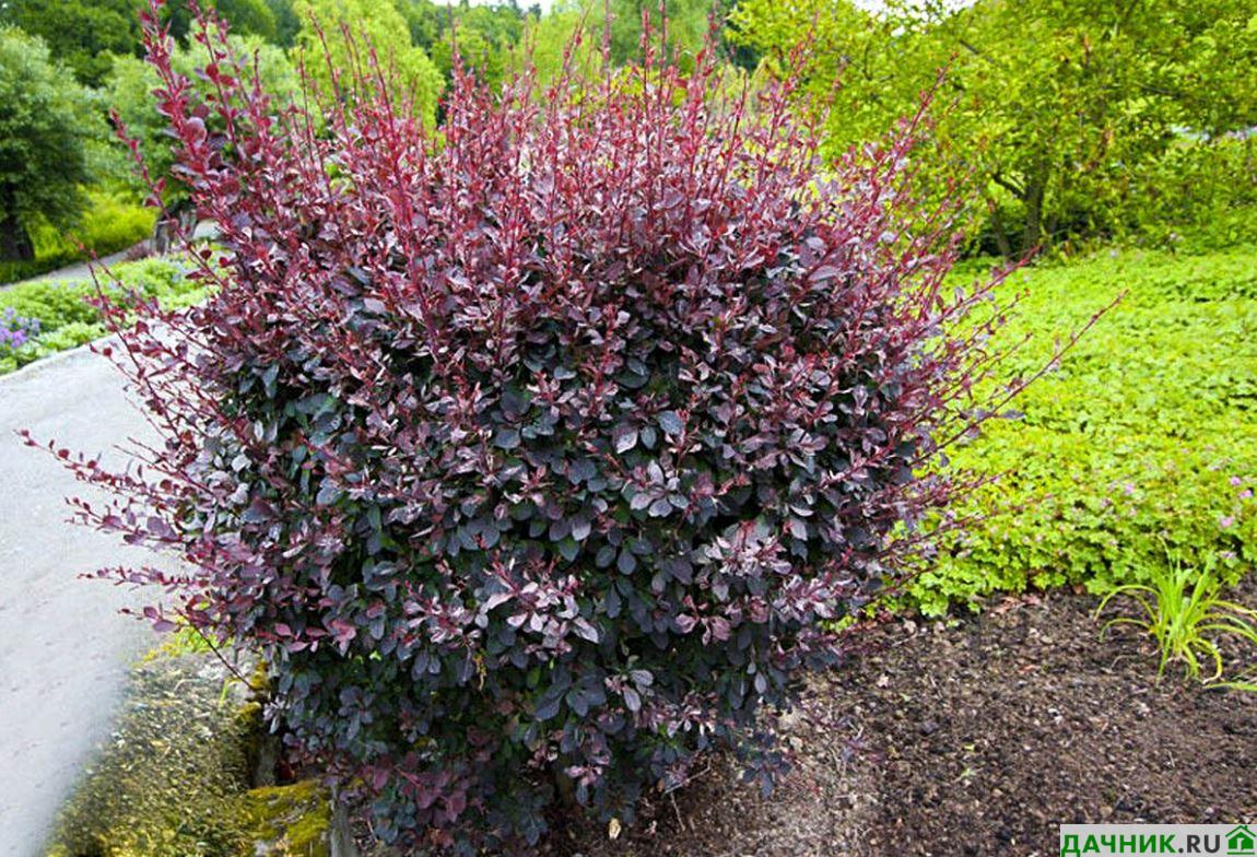 Барбарис канадский