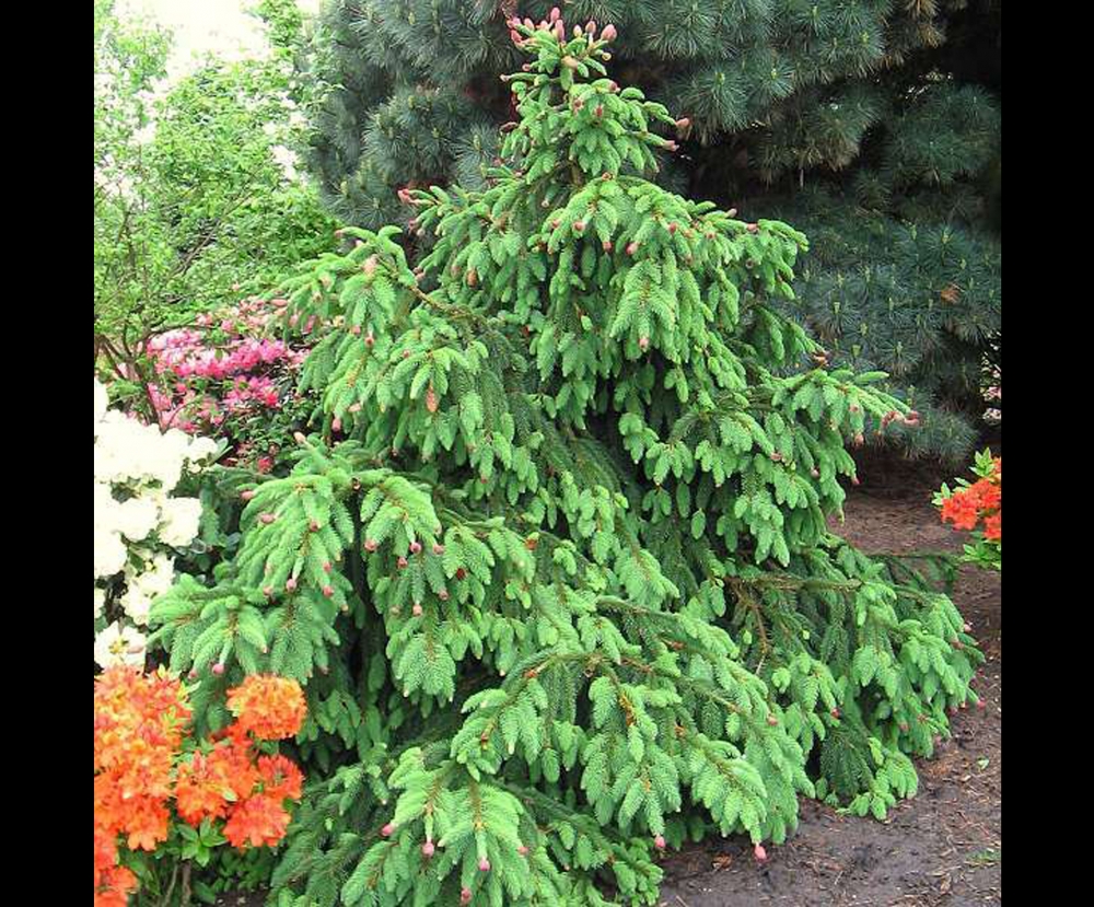 Ель обыкновенная