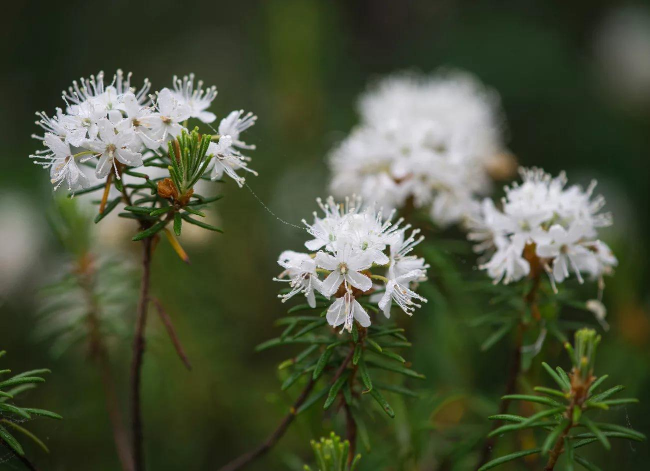 Багульник крупнолистный