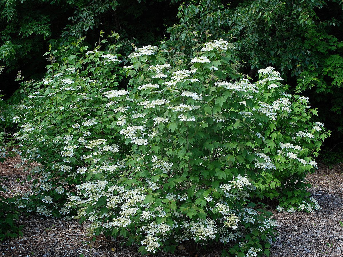 Калина душистая