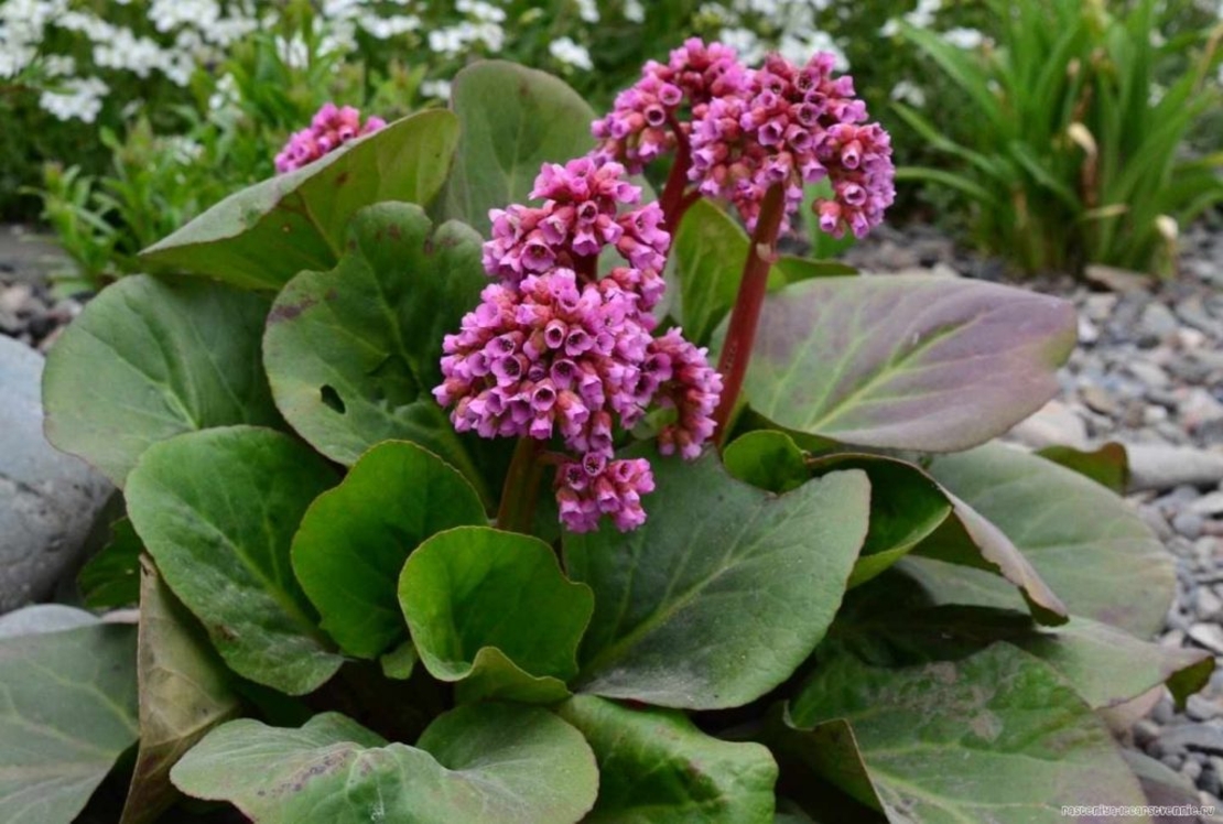 Безвкусница гибридная