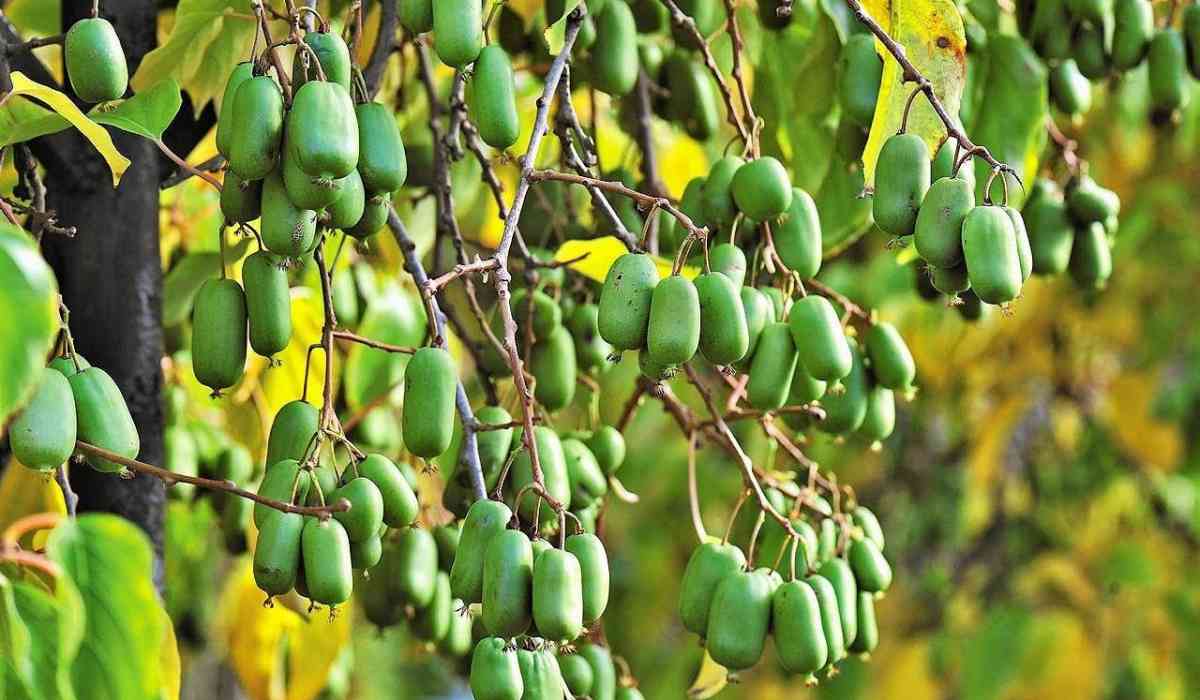 Актинидия китайская