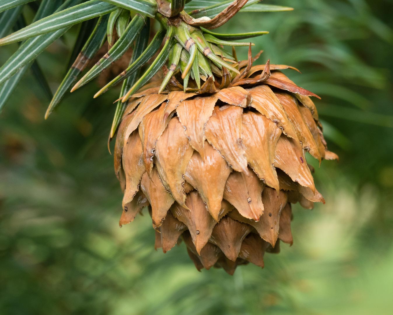 Куннингамия