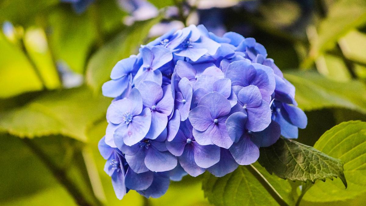 Гортензия пепельная Гортензия пепельная