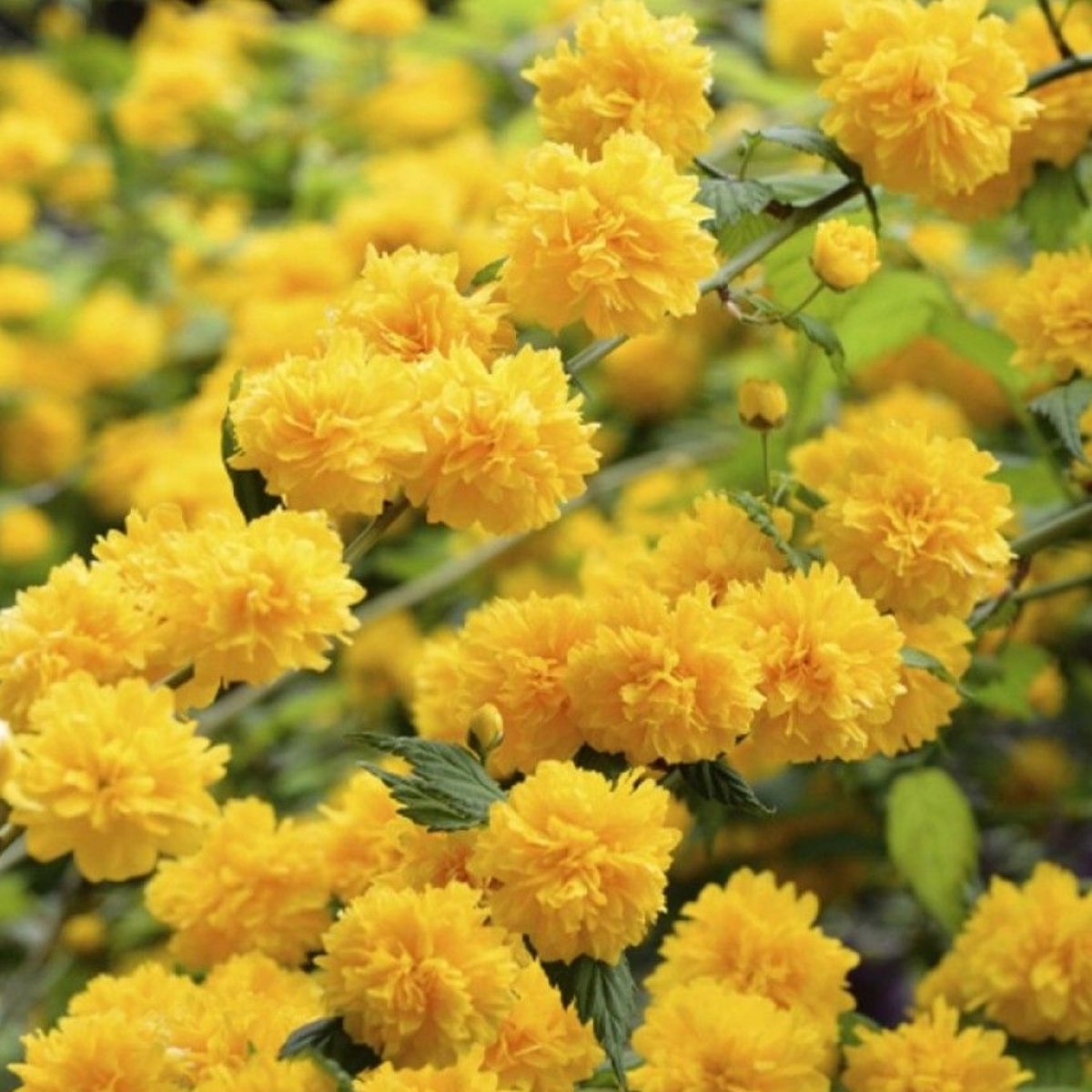 Керрия Керрия