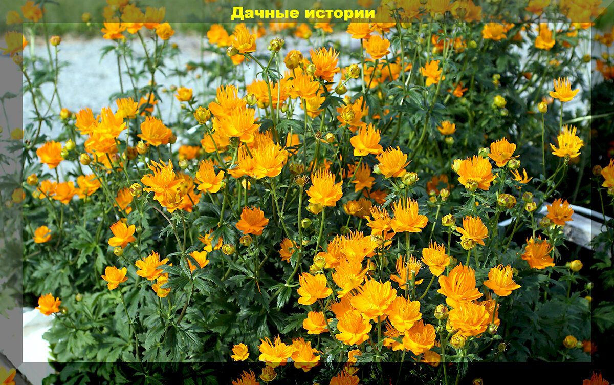 Купальница