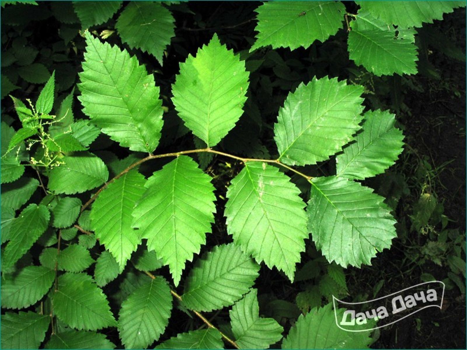 Вяз гладкий