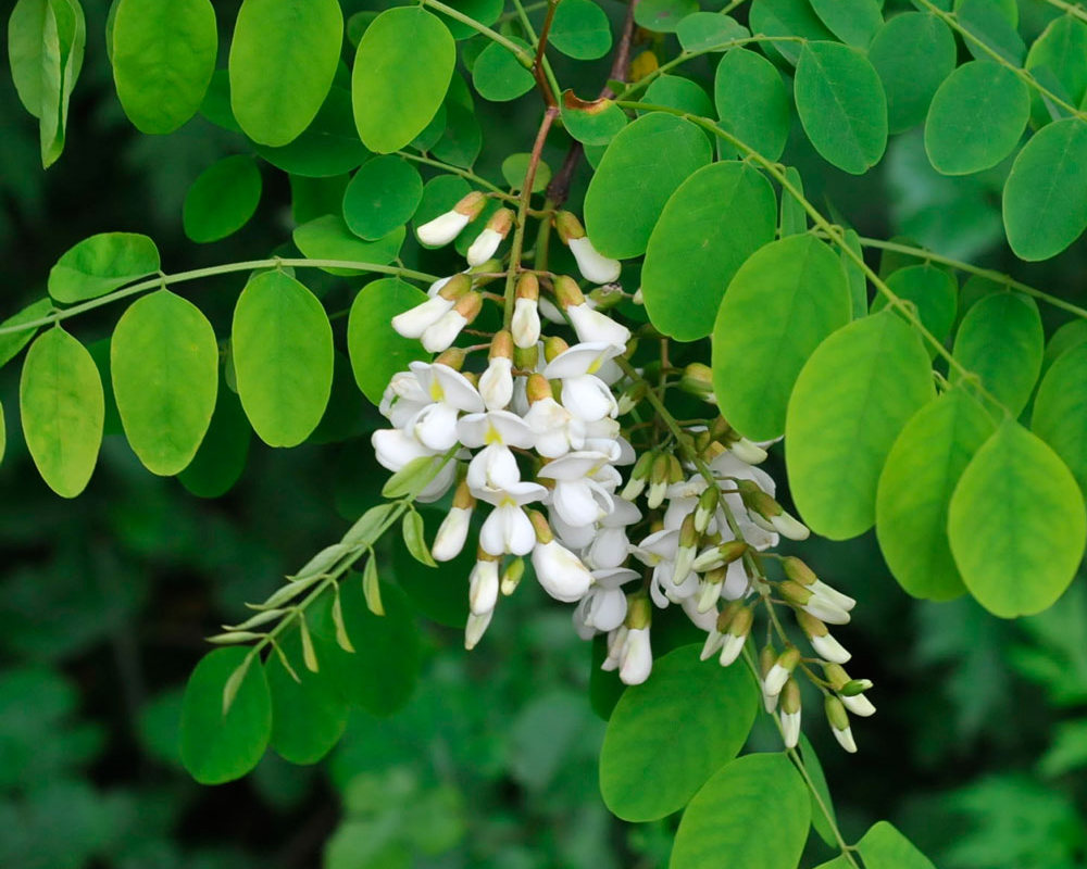 Робиния Робиния