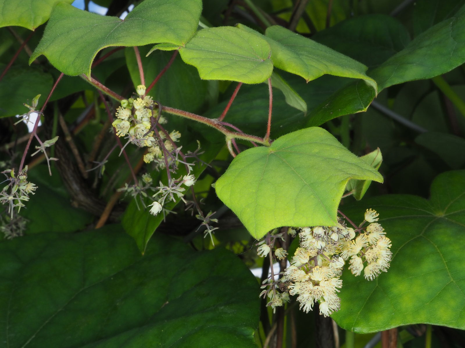 Луносемянник гибридный