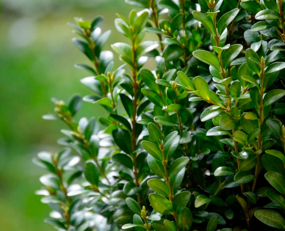 Самшит вечнозеленый