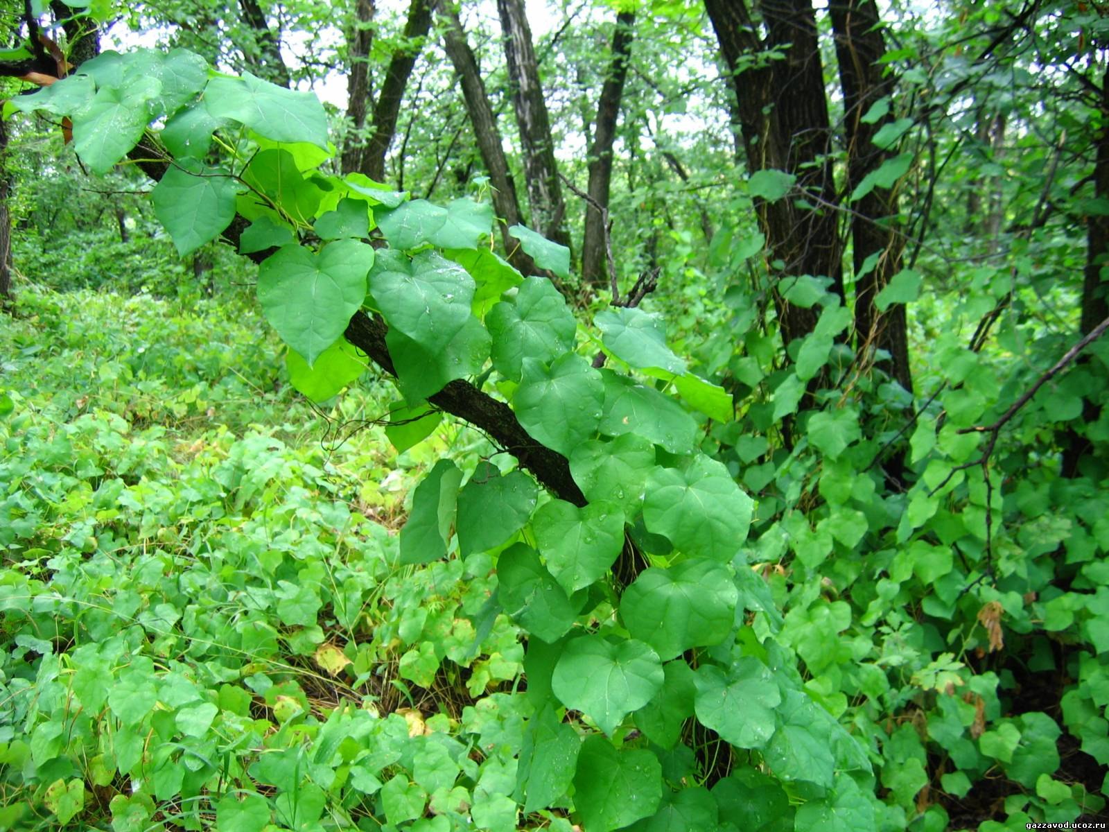 Луносемянник гибридный