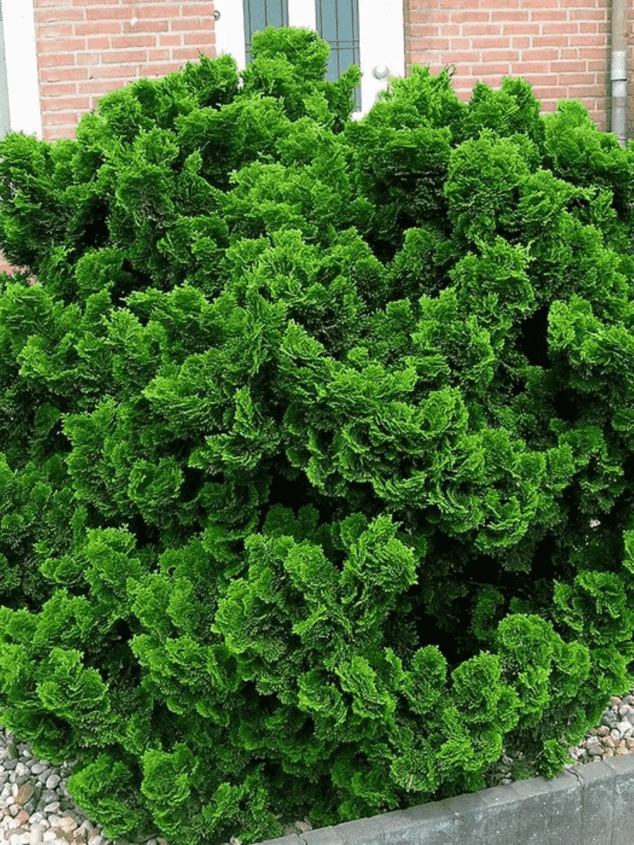 Кипарисовик