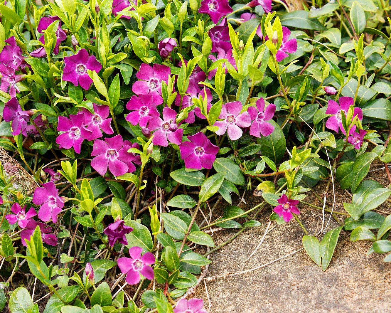 Барвинок малый