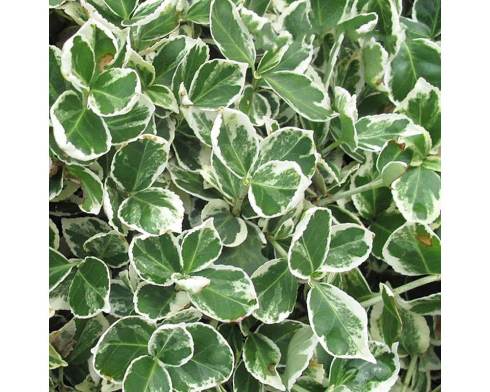 Бересклет Форчуна