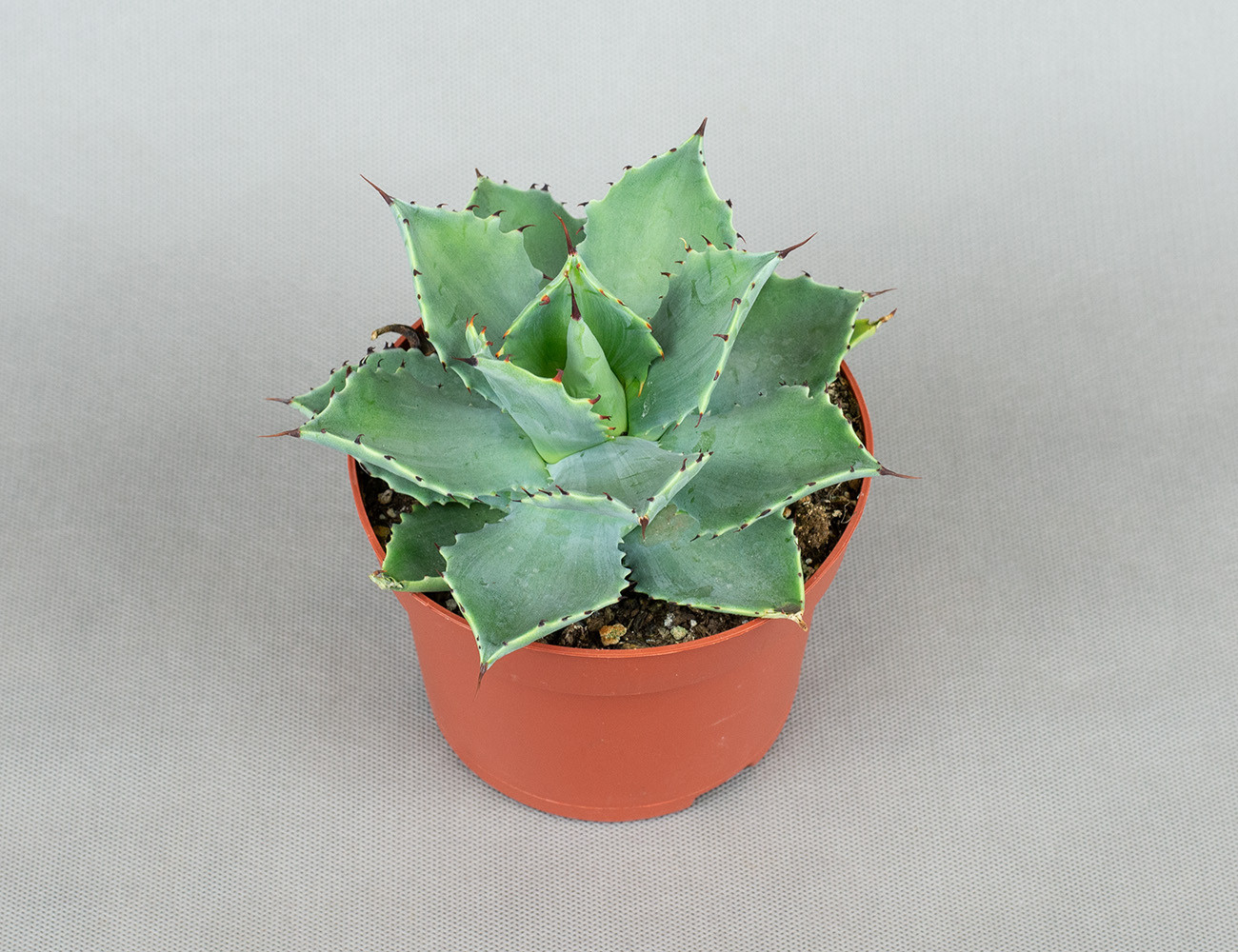 Агава Агава