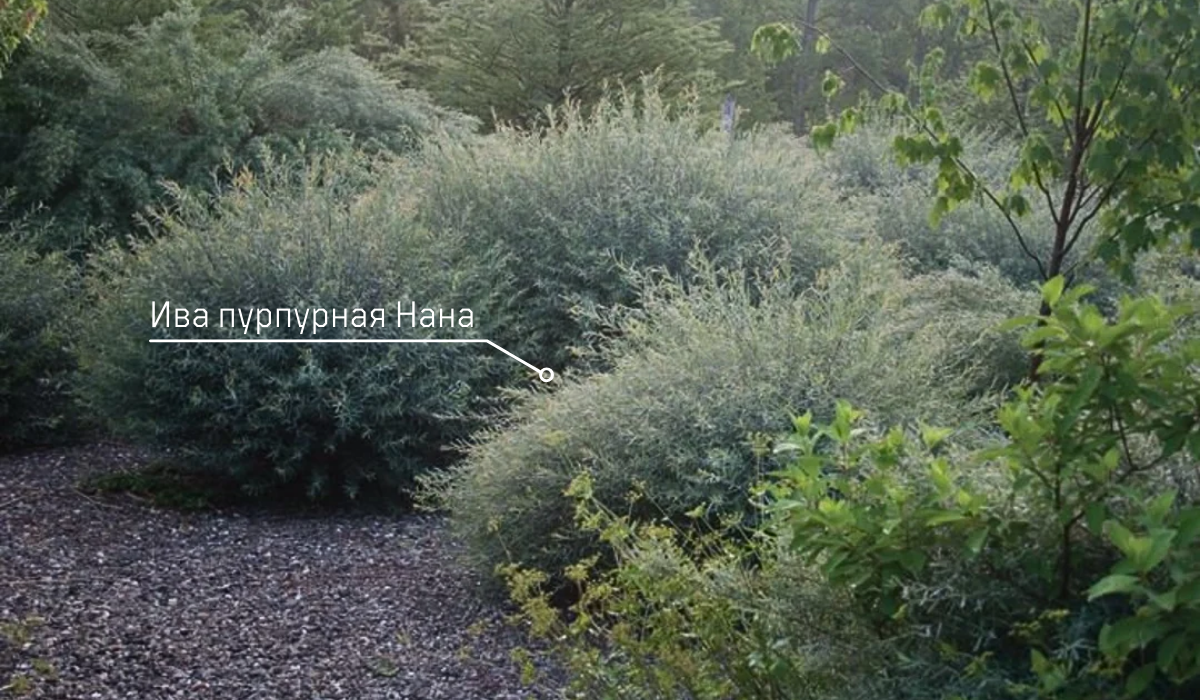 Ива пурпурная Ива пурпурная