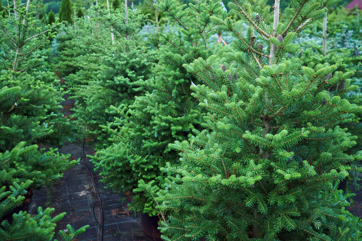 Пихта корейская