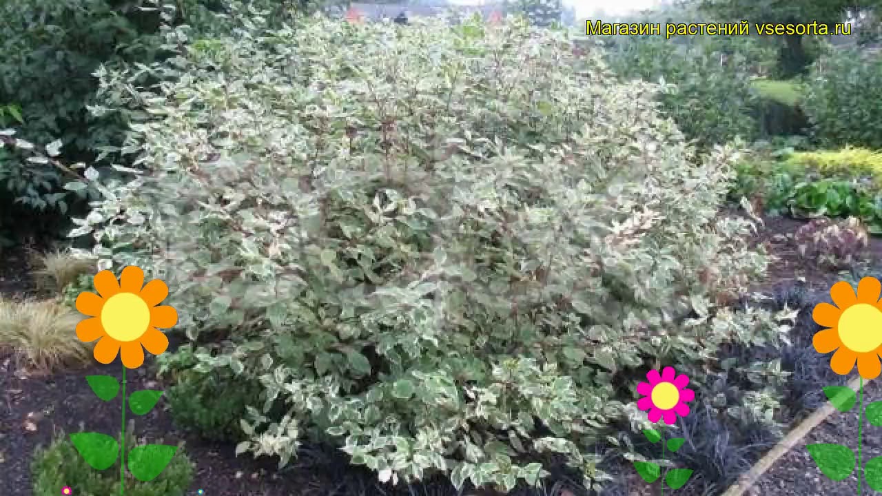 Дерен Натела Дерен Натела