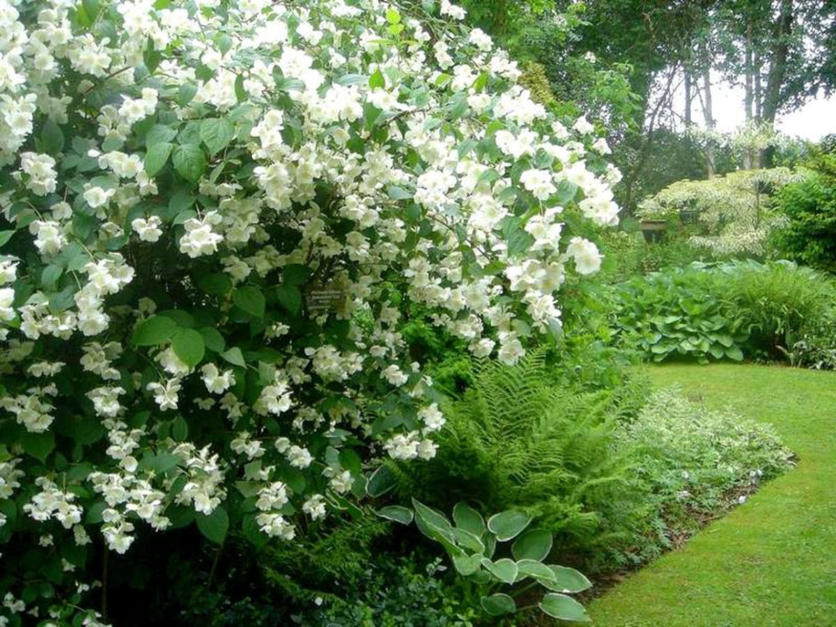 Жасмин карликовый